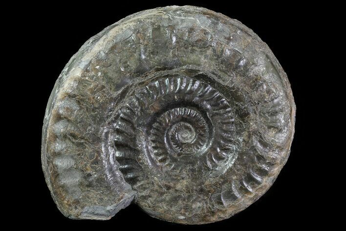 Jurassic Ammonite (Hildoceras) - England #81302